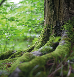 Wald ist Zukunft