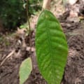 Cacao