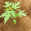 Papaya
