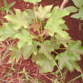 Barbados Nut