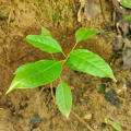 Roble