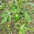 Papaya