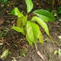Cacao
