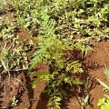 Grevillea