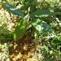 Japanese Medlar