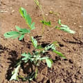 Calliandra