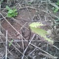 Cacao