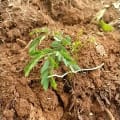 Calliandra