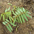 Tefrosia