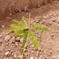 Sesbania