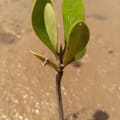 Mangrovia Gialla