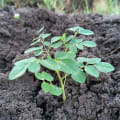 Moringa