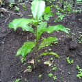 Afrikanische Olive
