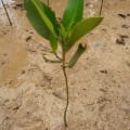 Asiatic Mangrove