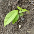 Cacao
