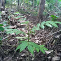 Spanish Cedar