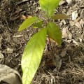 Cacao