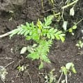 Grevillea
