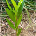 Acacia Mangium