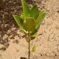 Mangrovia Asiatica