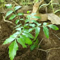 Neem