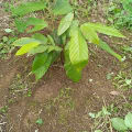 Cacaotier