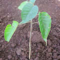 Croton