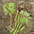 Tephrosia