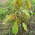 Il Cacao della Ricerca