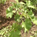 Barbados Nut