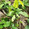 Cacao