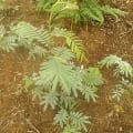 Calliandra