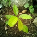 Cacao