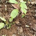 Cacao