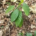 Cacao tree