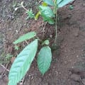 Cacao