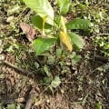 Cacao