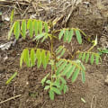 Tephrosia