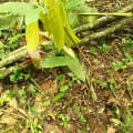 Cacao