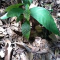 Cacao