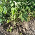 Papaya