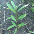 Anacardo