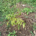 Spanish Cedar