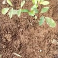African Mahogany