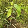 Cacaotier
