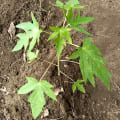 Papaya