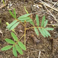 Tephrosia
