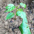 Roble