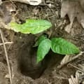 Cacaotier