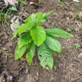 Cacao